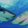 0sharkz_are_awesome0