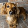 the_belle_doxies