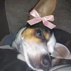 maju_cezar