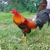 rjdurog