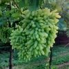 user8108140382813rehan