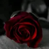 fffcccbi
