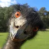 notanostrich43