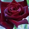 raad_262