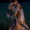 majedmajed629