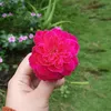 naaaaaa26_