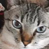fbiochinelato