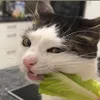 bichphuongchill