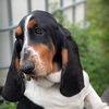 Sirbassetwinston