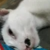 mrmeomeo22