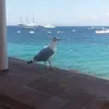 nicalovreglio