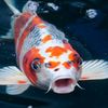 mr._koi_fish