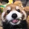pandacupcake46