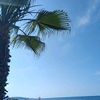 kaplumbaga_12