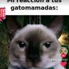 gatomamadas