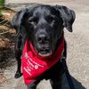 therapy.dog.coop