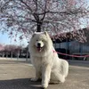 samoyede_sookie