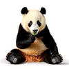 visaodopanda