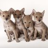 acmewilecoyote