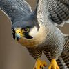 falcon._vi