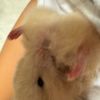 hamsteroftiktok