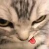 dedel_042