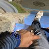 shaggy_ea