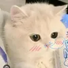 ng_b94