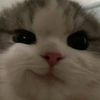 anann2_