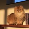 zooz_706