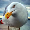 fuejjo_