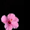 heline.krd