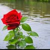 haadi_sail