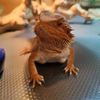 spinyorangepancake