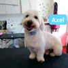 axelino_valente