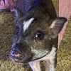 trufflesthepig