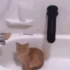 dapidarasss
