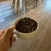 poetaapolo