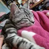 butzis_katzenarmee