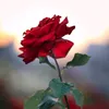 rosas.dos.ventos
