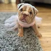 hello_nalapeach