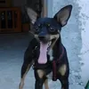 furmomof14dogsand18cats