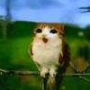 tishka_bombo