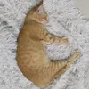 meomeopetstore