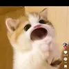 hnh.ngha.cute