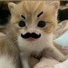 taylourswiftt