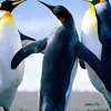 dydqpb6lfua4