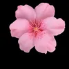 chaima_oldb2