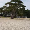 singoalla1968