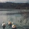 shsh_54